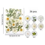 Dried Flower Pack White