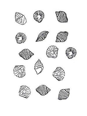 Barco Choc Mould – Shells (A11)